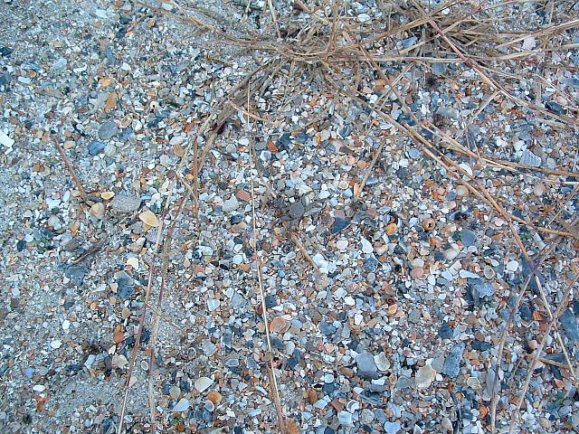 DSCF0031.JPG