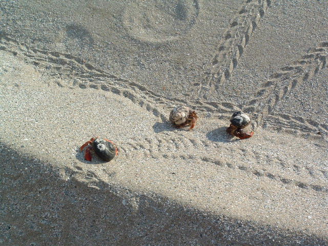 DSCF0085.JPG