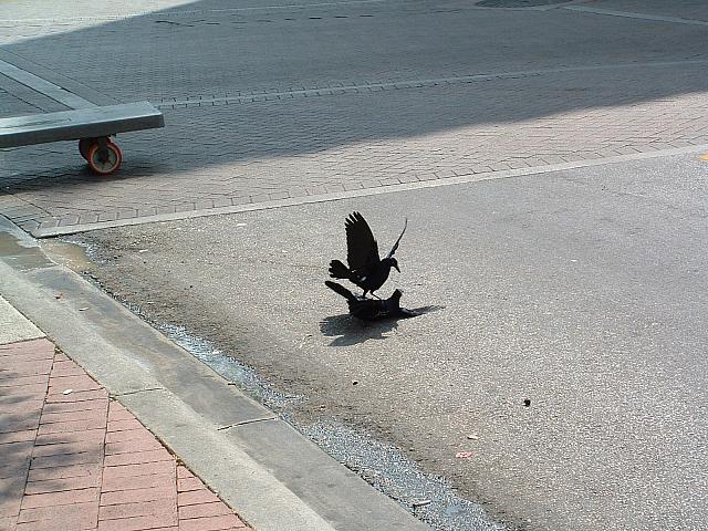 Crazy killer attack birds