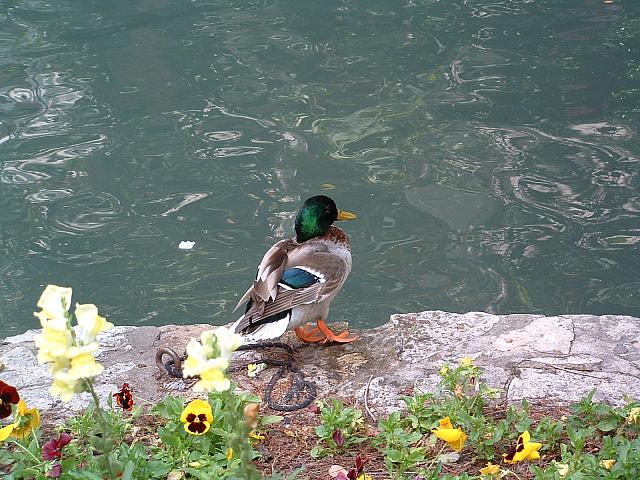 QUACK!