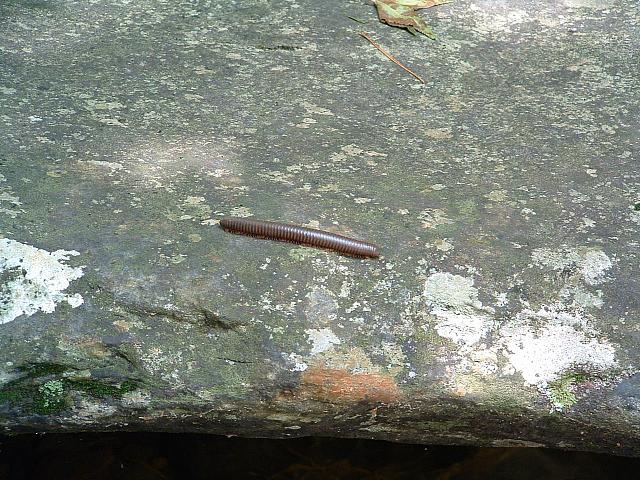 DSCF0041.JPG