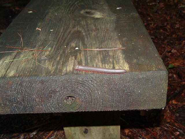 DSCF0054.JPG