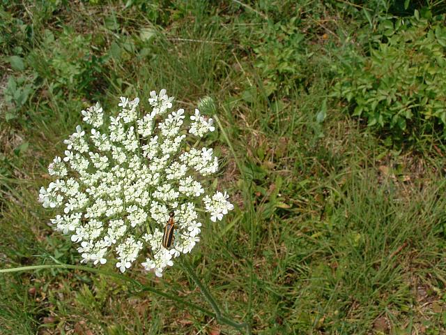 DSCF0030.JPG