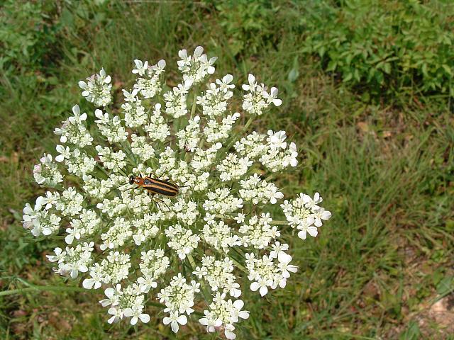 DSCF0031.JPG
