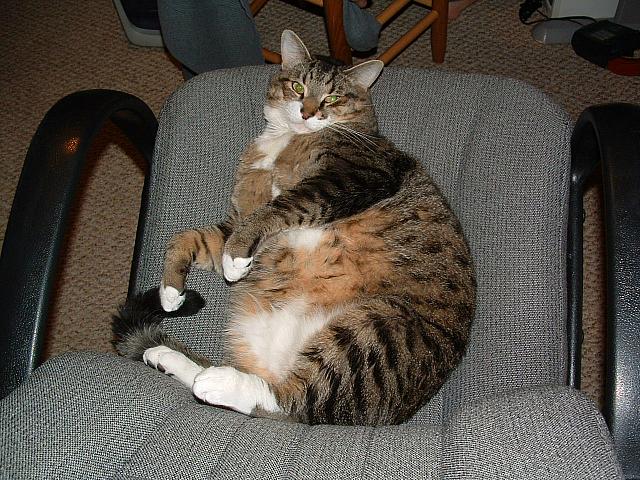 cats-011.JPG
