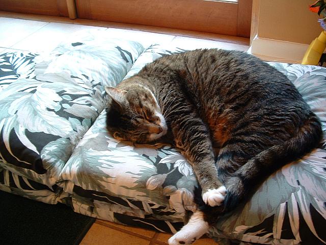 cats-012.JPG