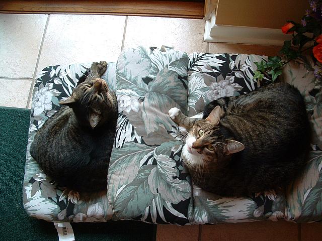 cats-014.JPG