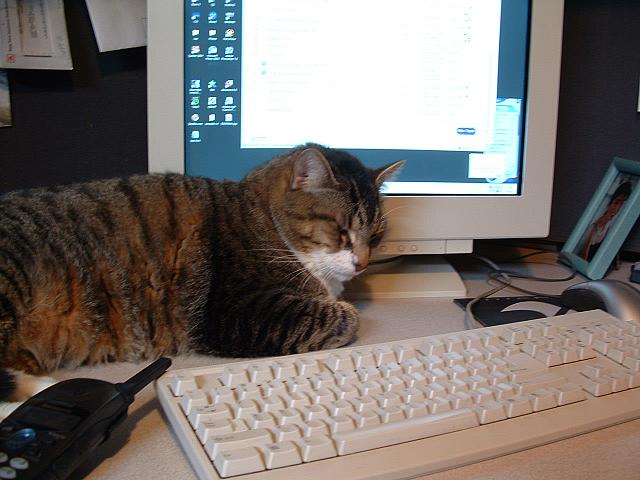 cats-020.JPG