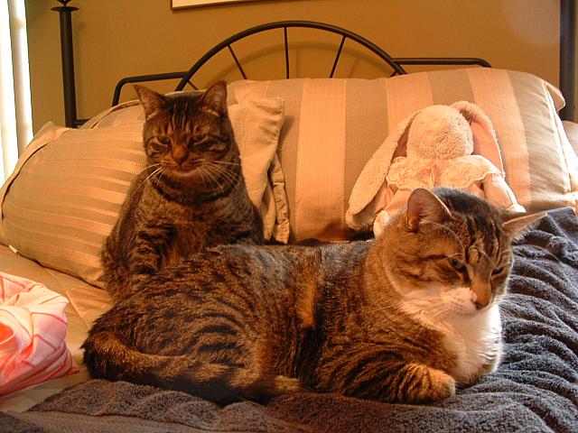 cats-025.JPG