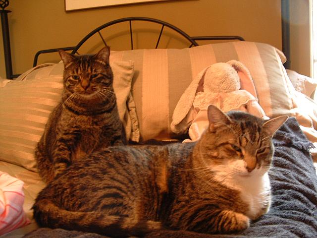 cats-026.JPG