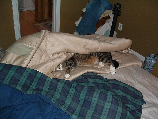cats-027.JPG