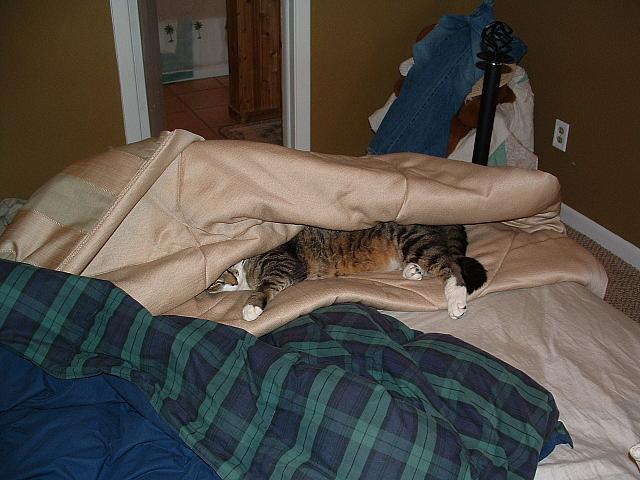 cats-028.JPG