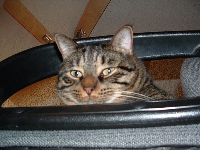 cats-030.JPG