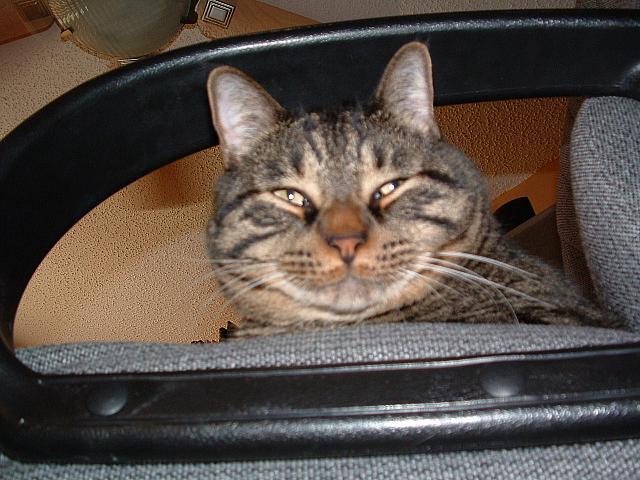 cats-031.JPG