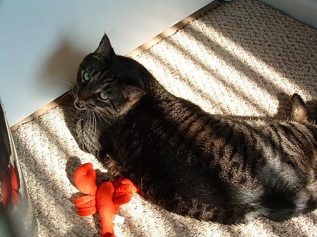 cats-033.JPG