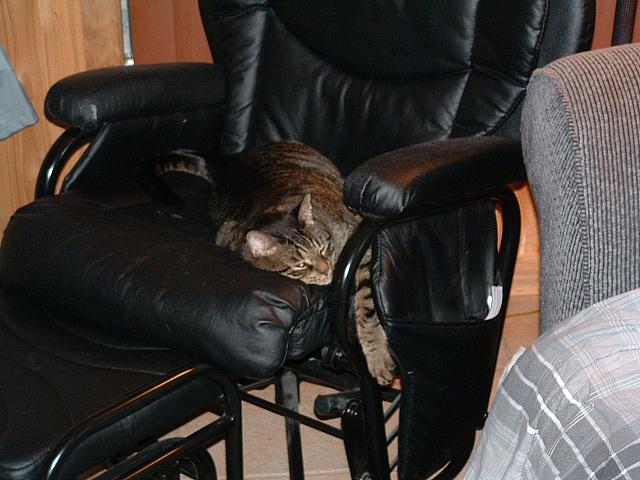 cats-034.JPG