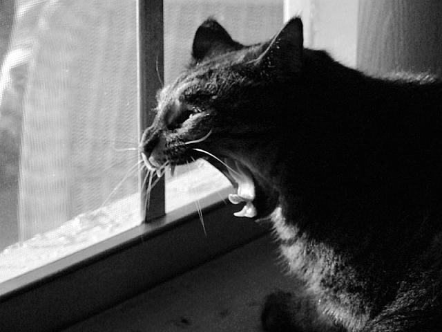 here_kitty_kitty.jpg