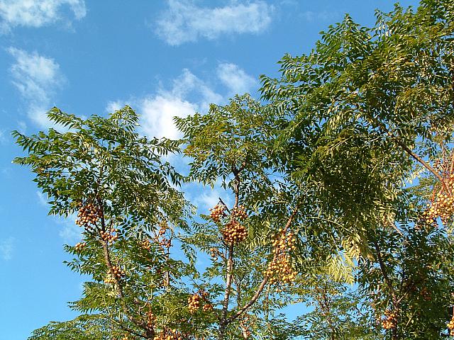 06112532.JPG