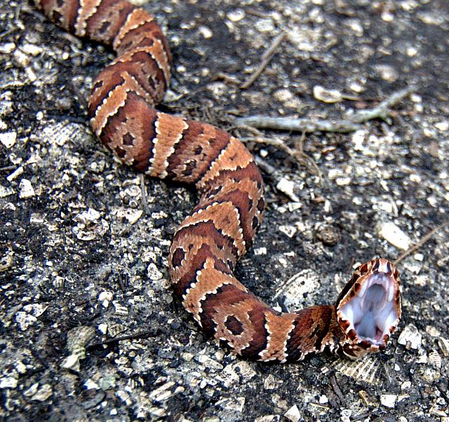 snake