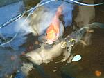 DSCF0108.JPG