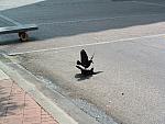 Crazy killer attack birds