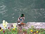 QUACK!