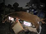 IMG_9627.JPG
