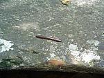 DSCF0041.JPG