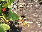DSCF0033.JPG