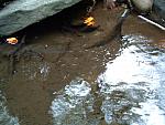 DSCF0040.JPG