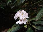 DSCF0043.JPG