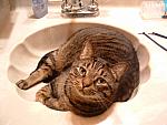 Fat Cats