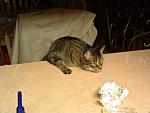 DSCF0003.JPG