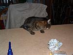 DSCF0004.JPG