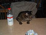DSCF0006.JPG