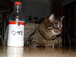 DSCF0009.JPG