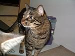 cats-001.JPG