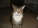 cats-002.JPG