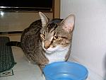 cats-003.JPG