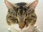 cats-004.JPG