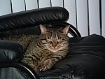 cats-005.JPG