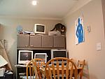 cats-006.JPG