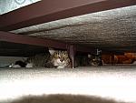 cats-007.JPG