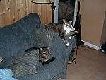cats-009.JPG