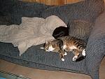 cats-010.JPG