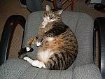 cats-011.JPG