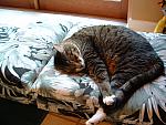 cats-012.JPG