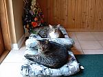 cats-013.JPG