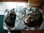 cats-014.JPG