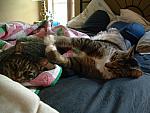 cats-015.JPG